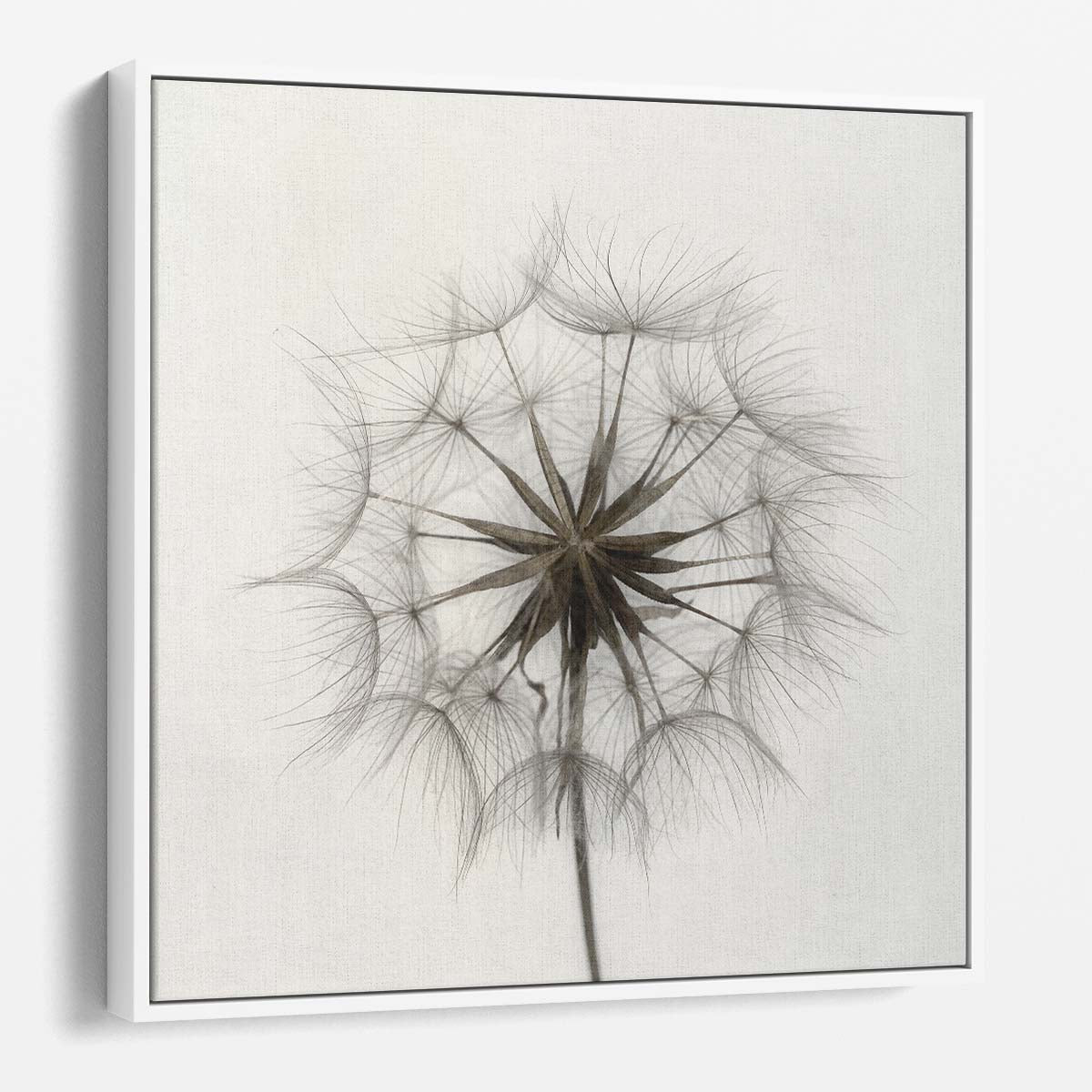Tragopogon Minimalist Macro Photography Wall Art by Luxuriance Designs. Made in USA.