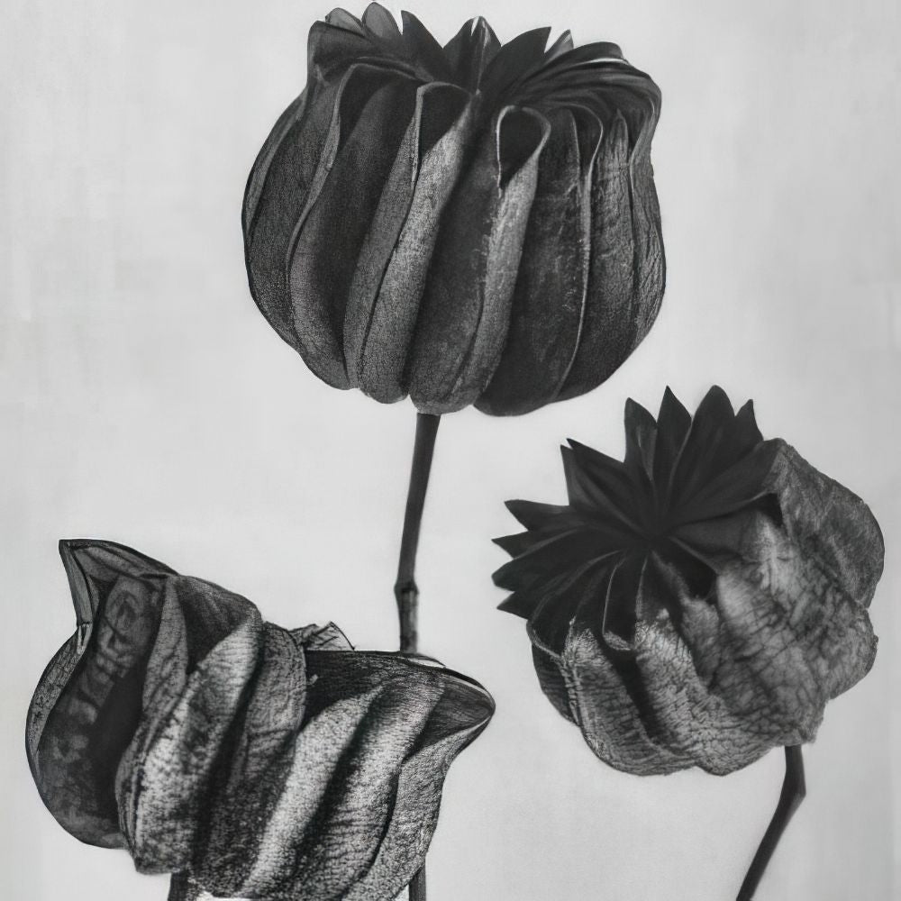 Karl Blossfeldt Wall Art, Prints, and Posters Collection by Luxuriance Designs