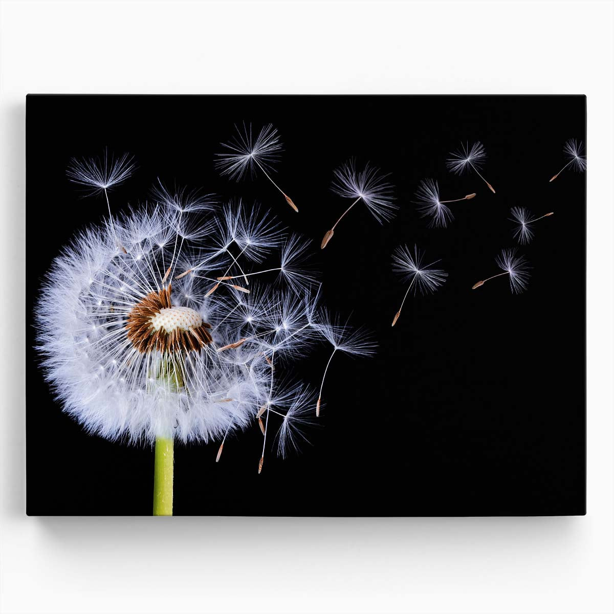 Abstract Dandelion Macro Photography Dark Floral Essence Wall Art by Luxuriance Designs. Made in USA.