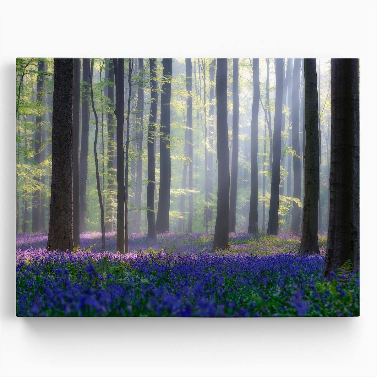 Misty Bluebell Forest Landscape Summer Floral Photography Wall Art by Luxuriance Designs. Made in USA.