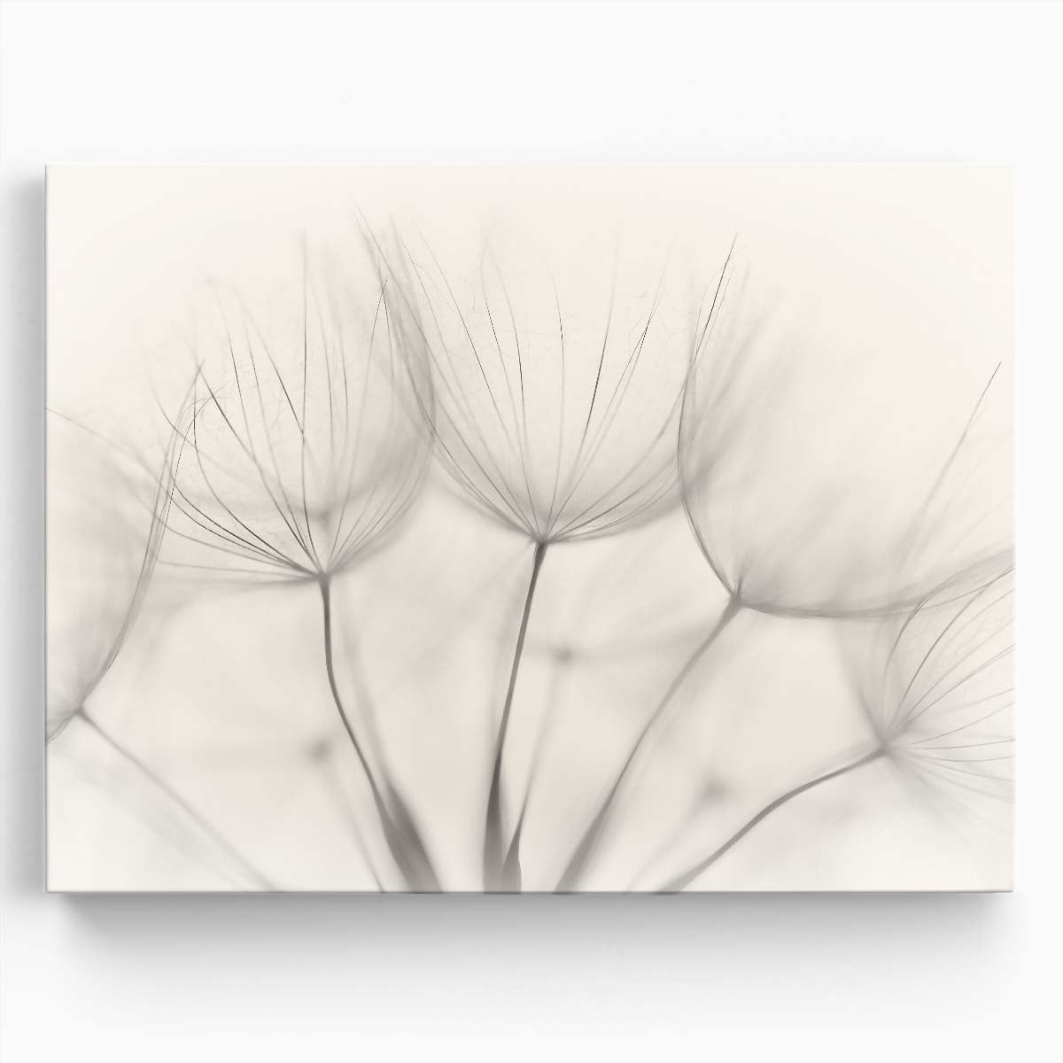 Delicate White Dandelion Macro Photography Wall Art Wall Art by Luxuriance Designs. Made in USA.
