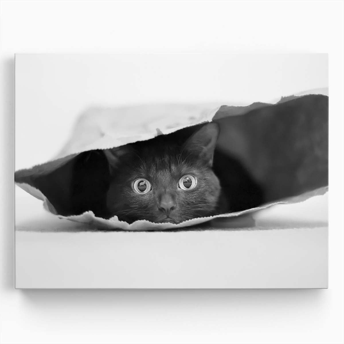 Curious Cat in Shopping Bag Humor Monochrome Wall Art by Luxuriance Designs. Made in USA.