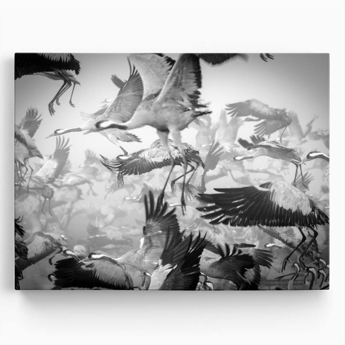 Misty Crane Migration Over Chula Lake Wall Art by Luxuriance Designs. Made in USA.