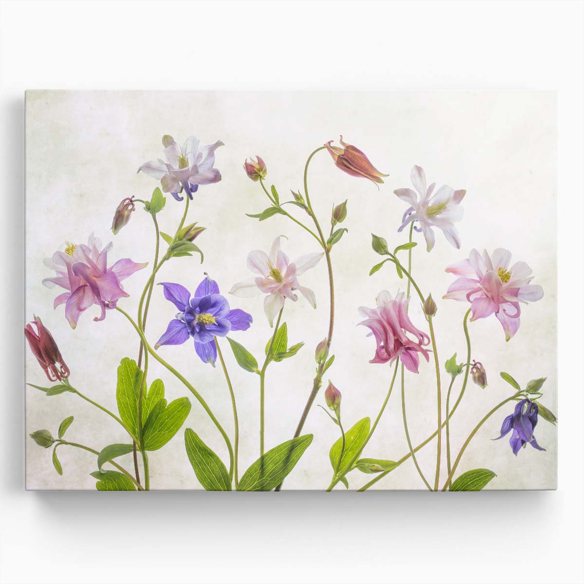 Pastel Columbine Bloom Macro Floral Photography Wall Art by Luxuriance Designs. Made in USA.