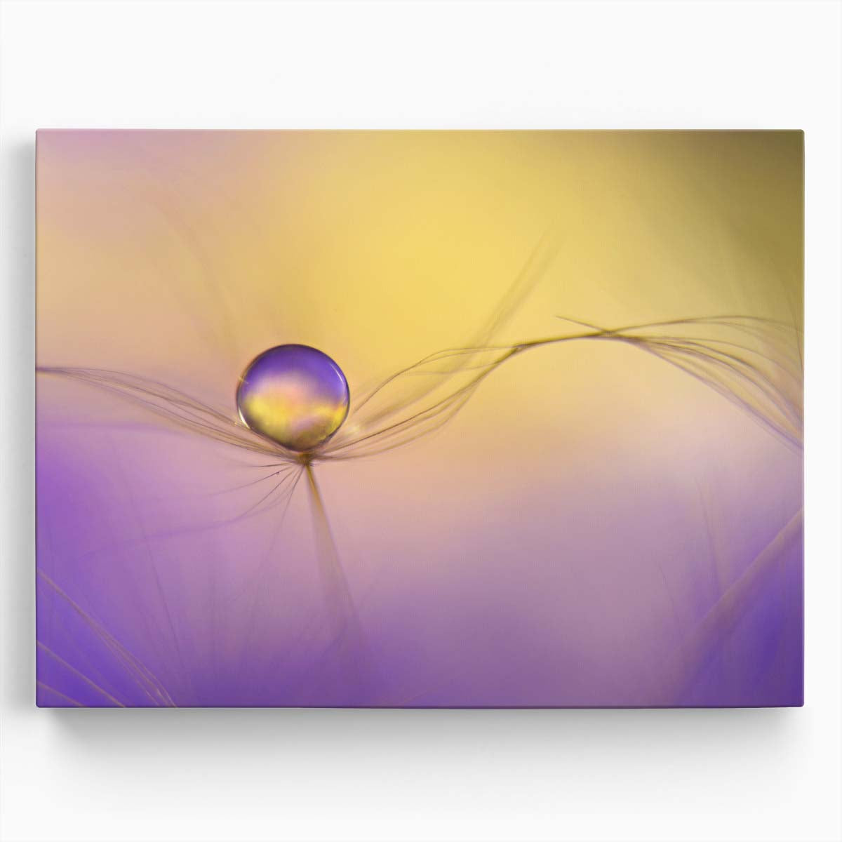 Delicate Dandelion Seed & Water Drop Bokeh Wall Art by Luxuriance Designs. Made in USA.