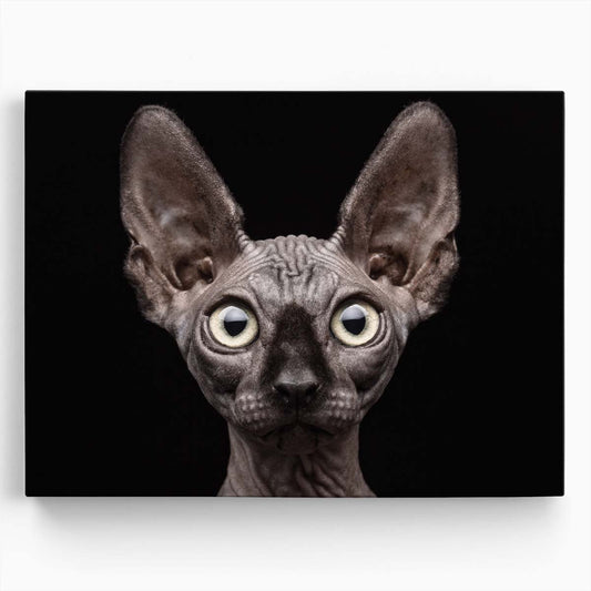 Sphynx Cat Portrait Surprised Gaze, Studio Shot Wall Art by Luxuriance Designs. Made in USA.