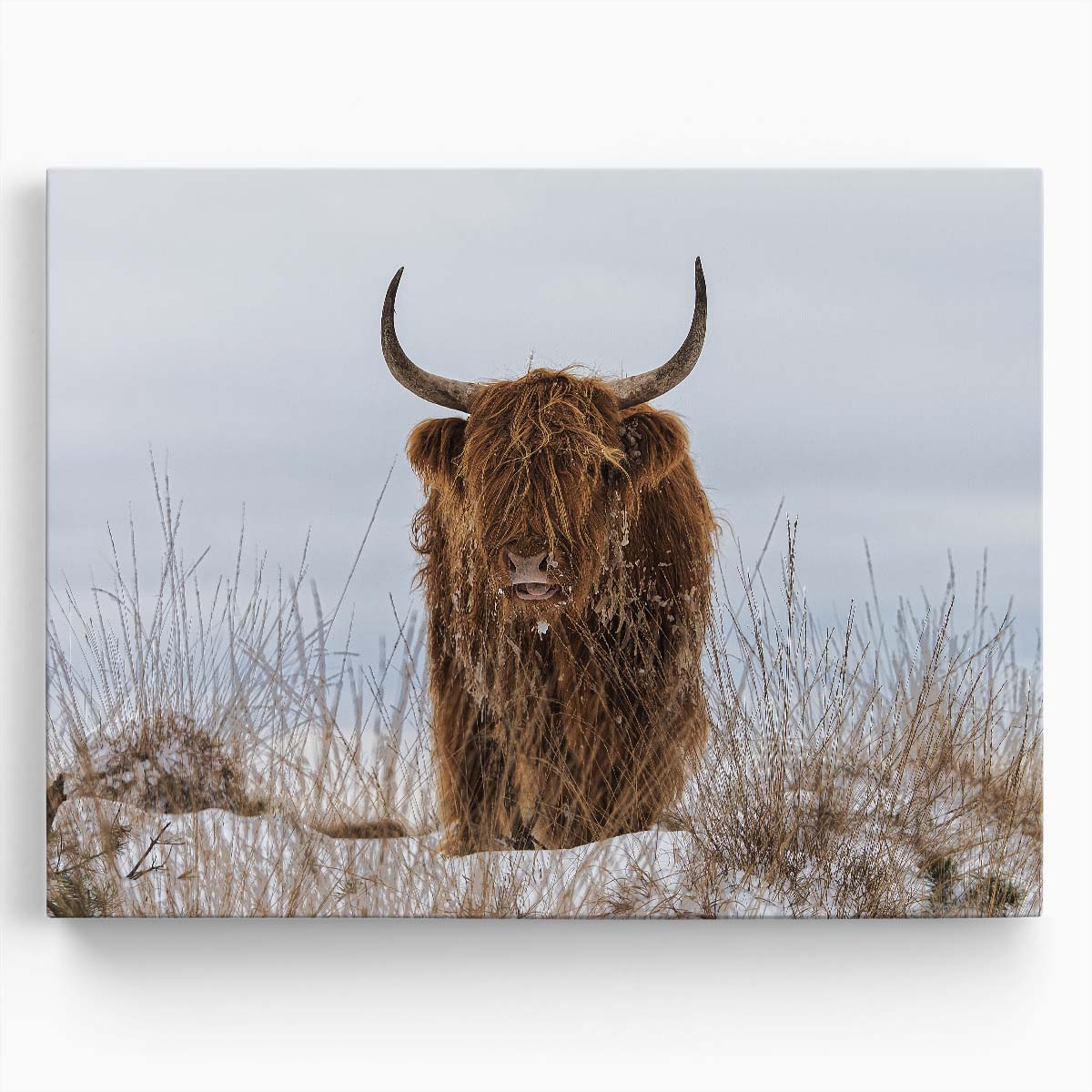 Frosty Highland Cow in Snowy Veluwe Wall Art by Luxuriance Designs. Made in USA.
