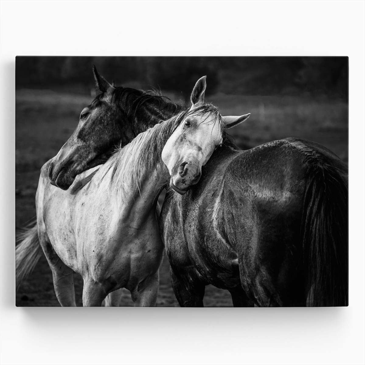 Embracing Horses in Rain Monochrome Equestrian Love Photography Wall Art by Luxuriance Designs. Made in USA.