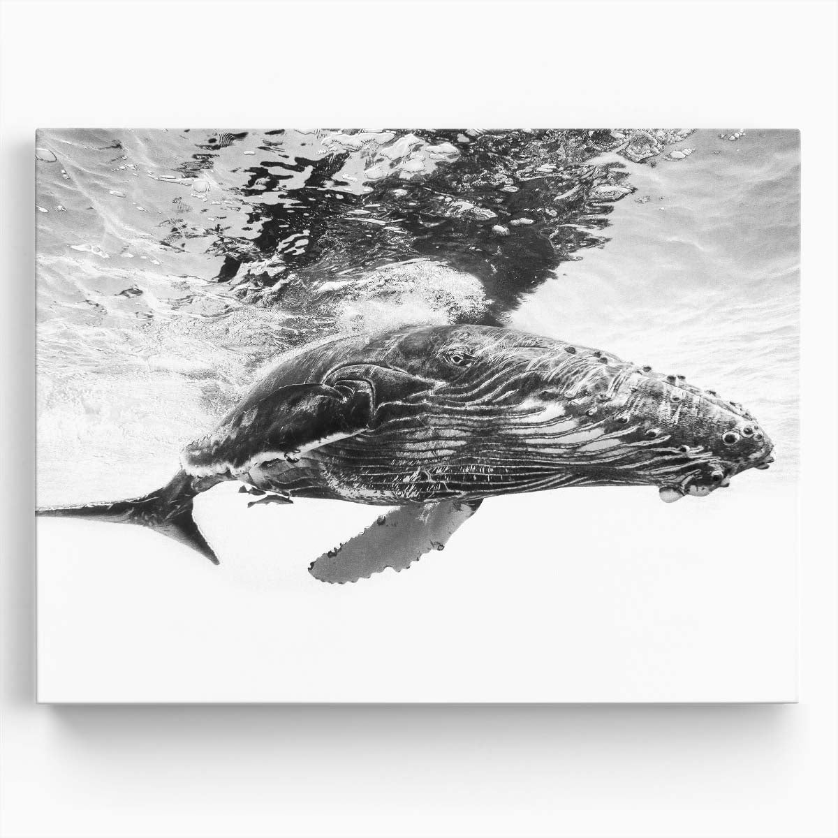 Humpback Whale Calf Ocean Wildlife Photography Wall Art by Luxuriance Designs. Made in USA.