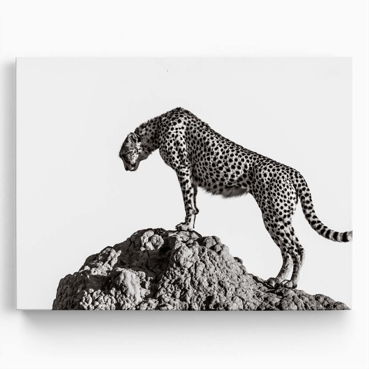 Monochrome Leopard Profile - Masai Mara Wildlife Photography Wall Art by Luxuriance Designs. Made in USA.