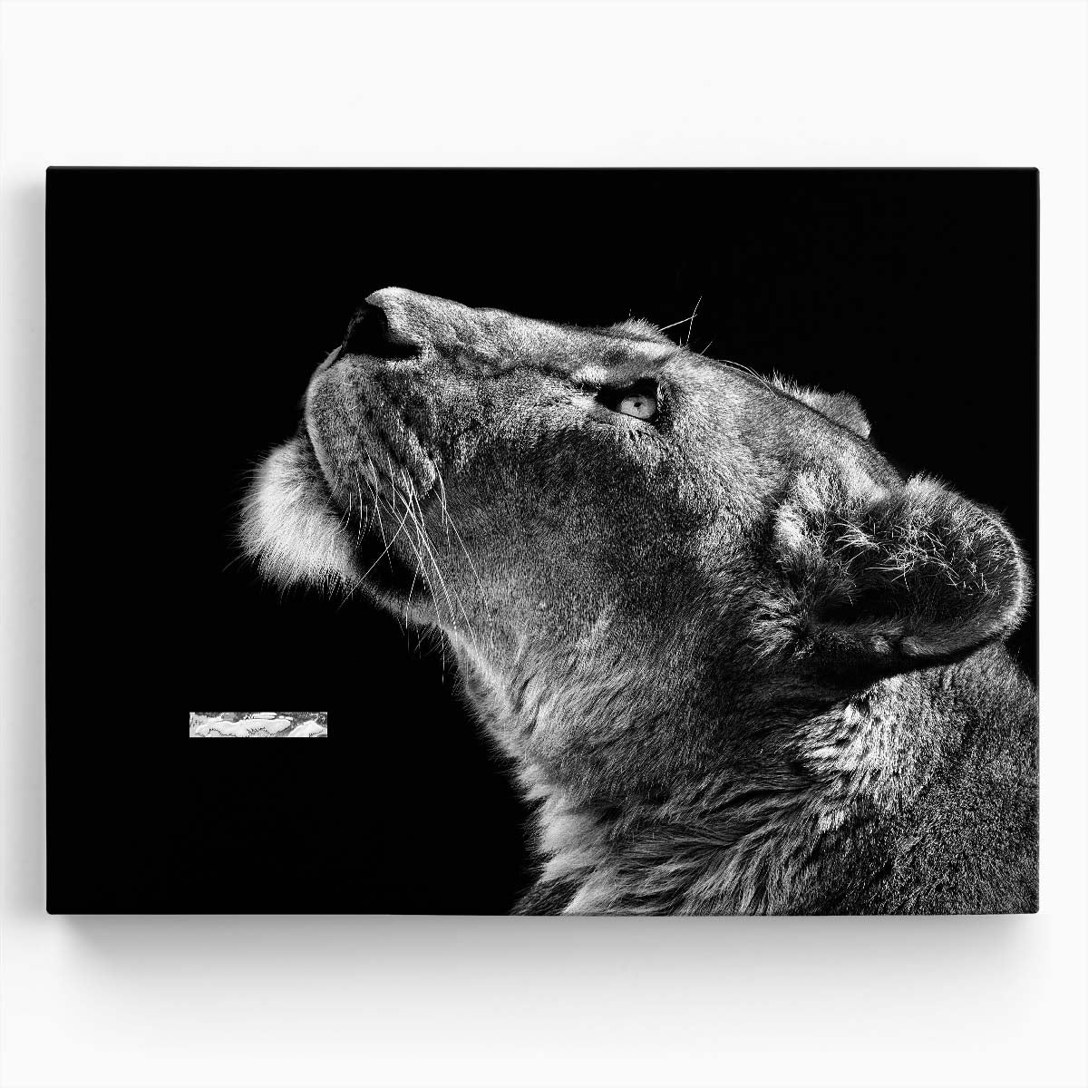 Lioness Profile in Monochrome Dark, Black and White Photography Wall Art by Luxuriance Designs. Made in USA.