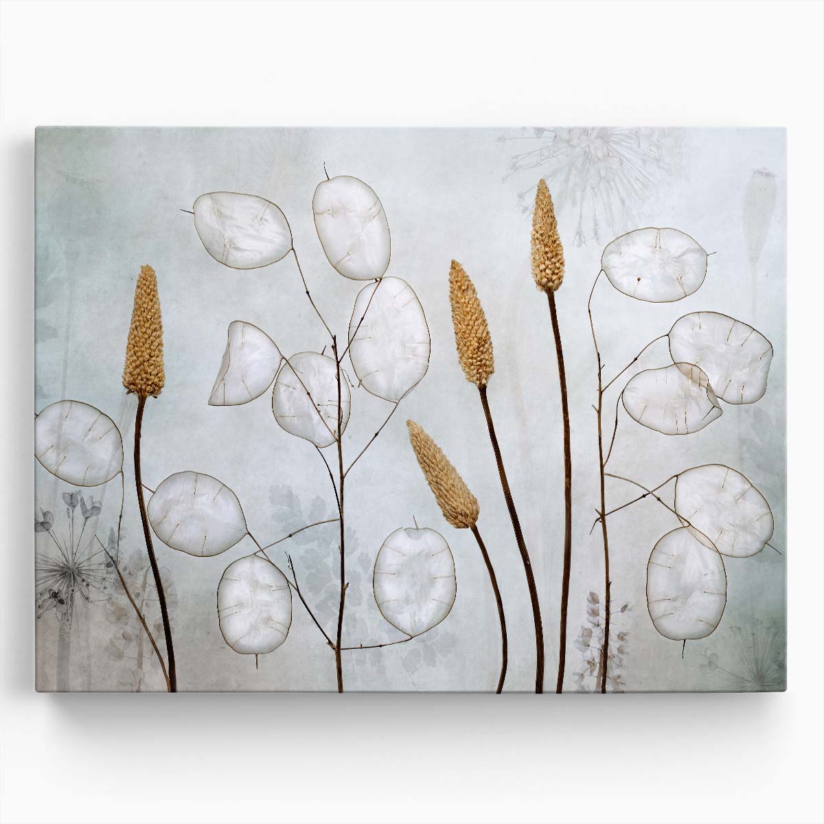 Autumn Lunaria Floral Macro Photography by Mandy Disher Wall Art by Luxuriance Designs. Made in USA.