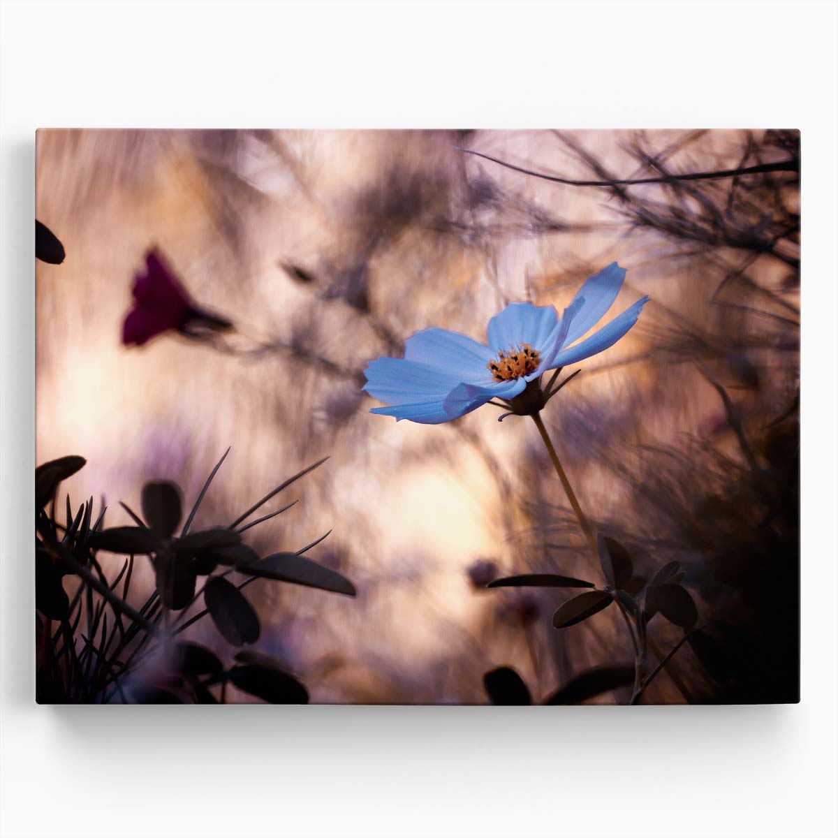 Stunning Macro Blue Cosmos Floral Garden Wall Art by Luxuriance Designs. Made in USA.