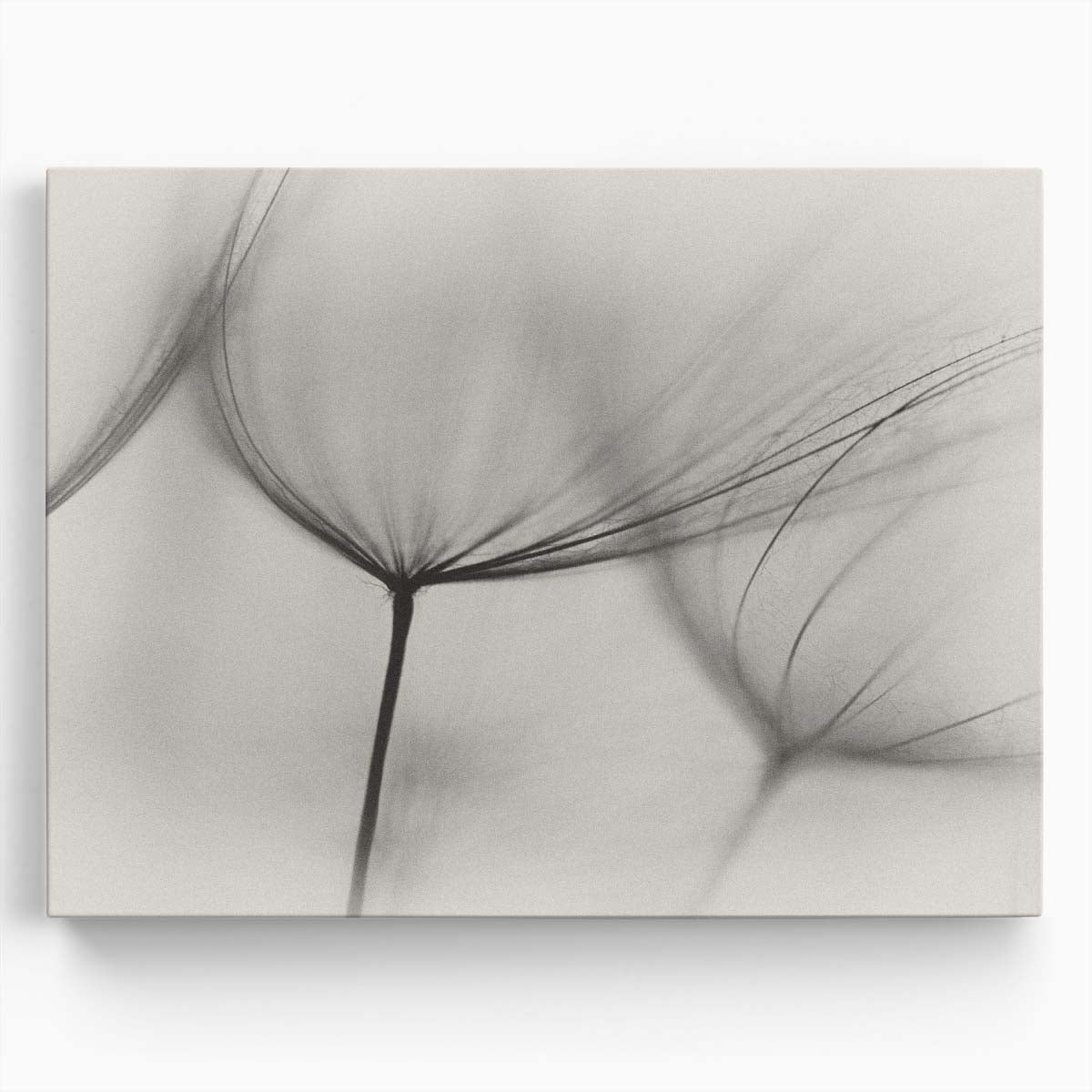 Serene Minimalist Dandelion Macro Wall Art by Luxuriance Designs. Made in USA.