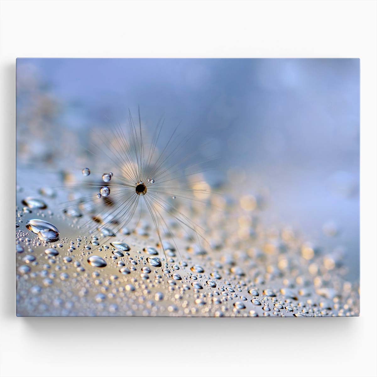 Delicate Feather & Seed Macro Droplets Wall Art by Luxuriance Designs. Made in USA.