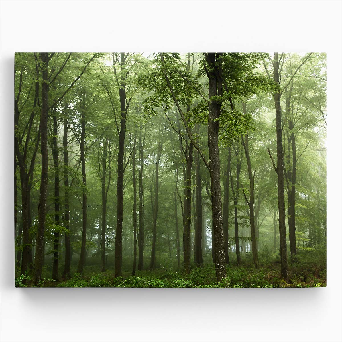 Foggy Green Forest Landscape Photography, Skive Denmark Wall Art by Luxuriance Designs. Made in USA.