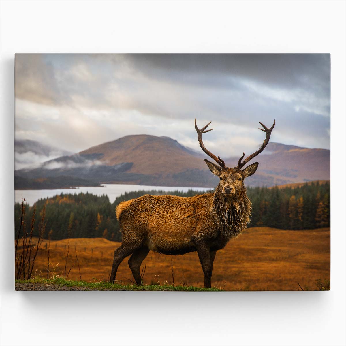 Scottish Highlands Deer & Mountain Lake Landscape Photo Wall Art by Luxuriance Designs. Made in USA.