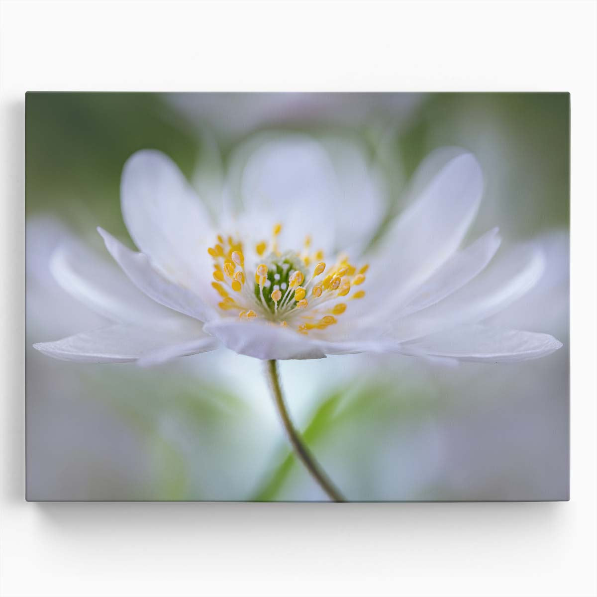 Soft Petals & Tender Flora Bokeh Wall Art by Luxuriance Designs. Made in USA.