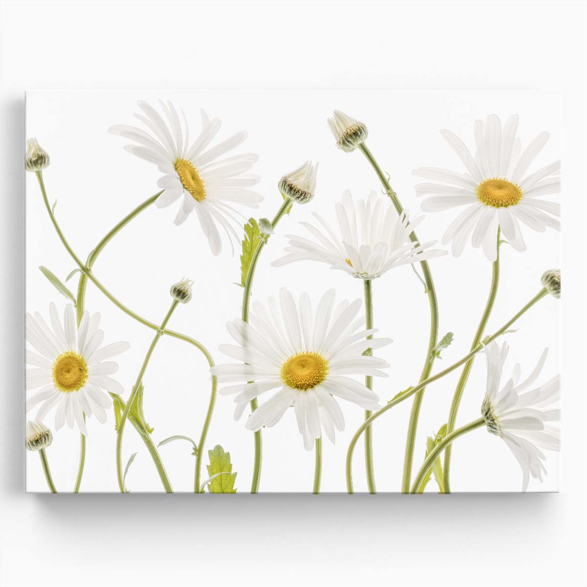 Mandy Disher's Floral Macro Photography Ox Eye Daisies Wall Art by Luxuriance Designs. Made in USA.