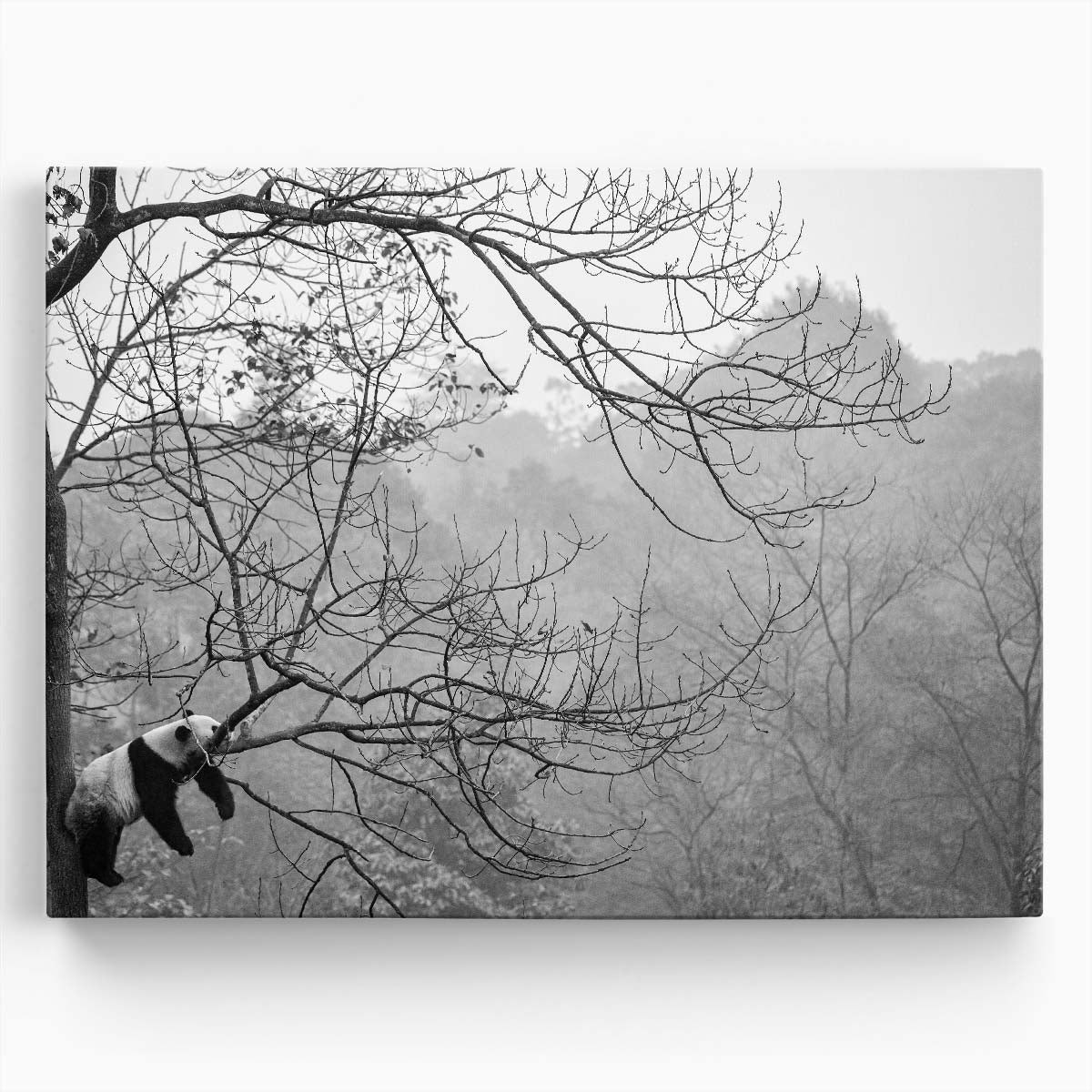 Panda Resting on Tree Monochrome Wildlife Photography Wall Art by Luxuriance Designs. Made in USA.