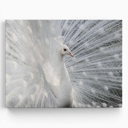 Majestic White Peacock Angel Wings Wildlife Wall Art by Luxuriance Designs. Made in USA.