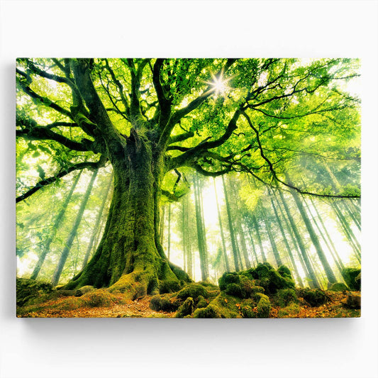 Surreal Ponthus' Beech Tree Magical Forest Landscape Photo Wall Art by Luxuriance Designs. Made in USA.