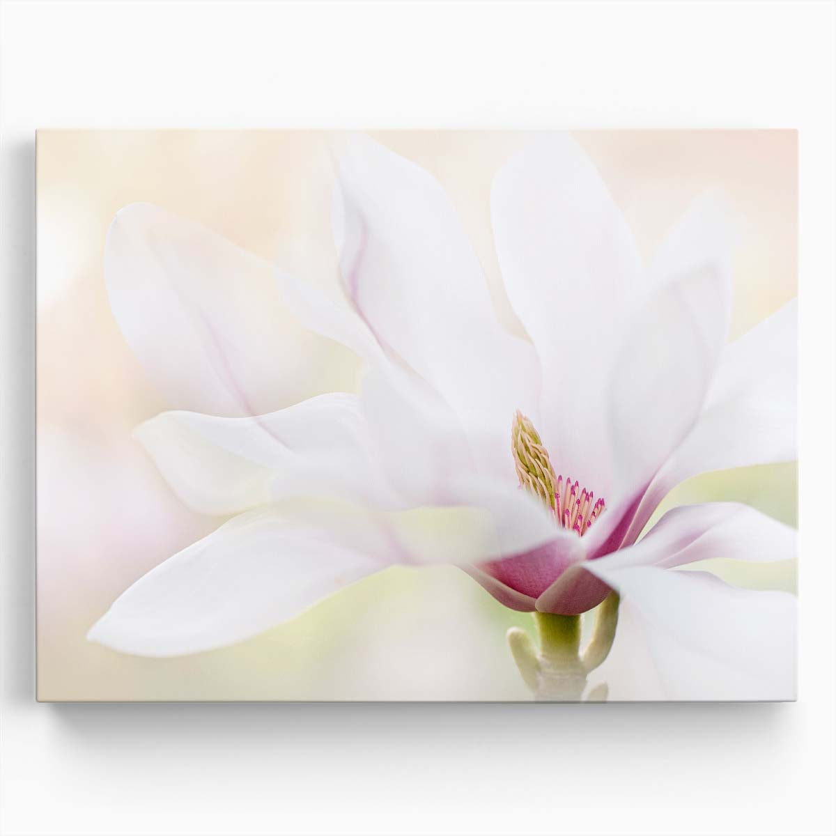 White Magnolia Bloom Macro Floral Garden Wall Art by Luxuriance Designs. Made in USA.