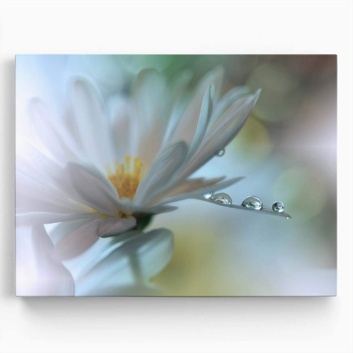Delicate Daisy & Water Droplets Macro Photography Wall Art by Luxuriance Designs. Made in USA.