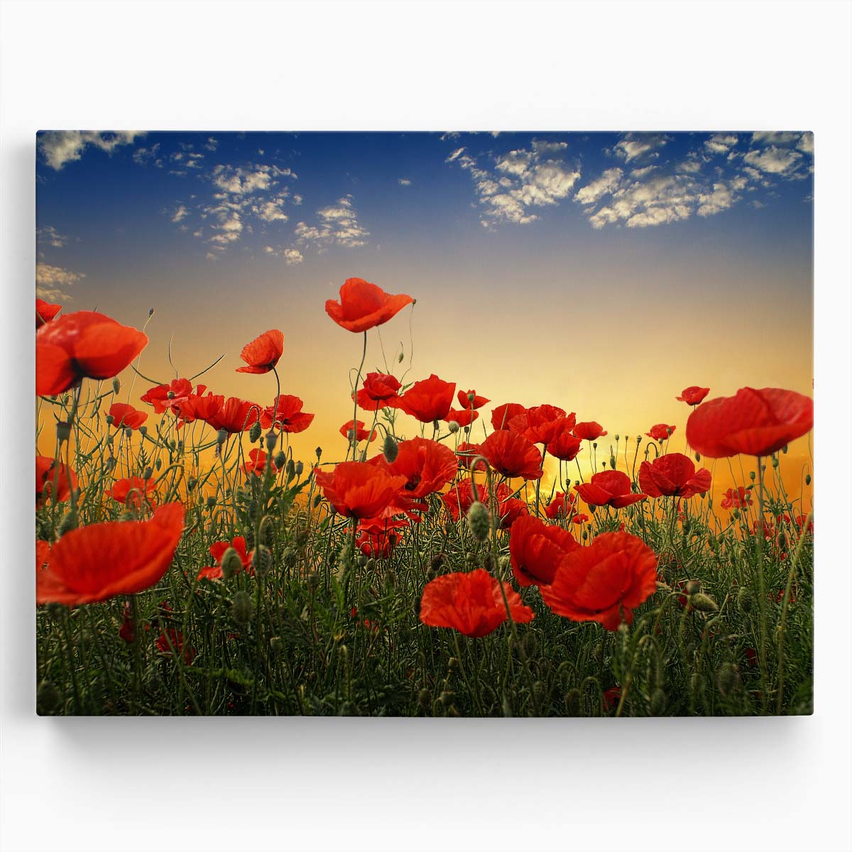 Romantic Red Poppy Field at Sunset Photography Wall Art by Luxuriance Designs. Made in USA.