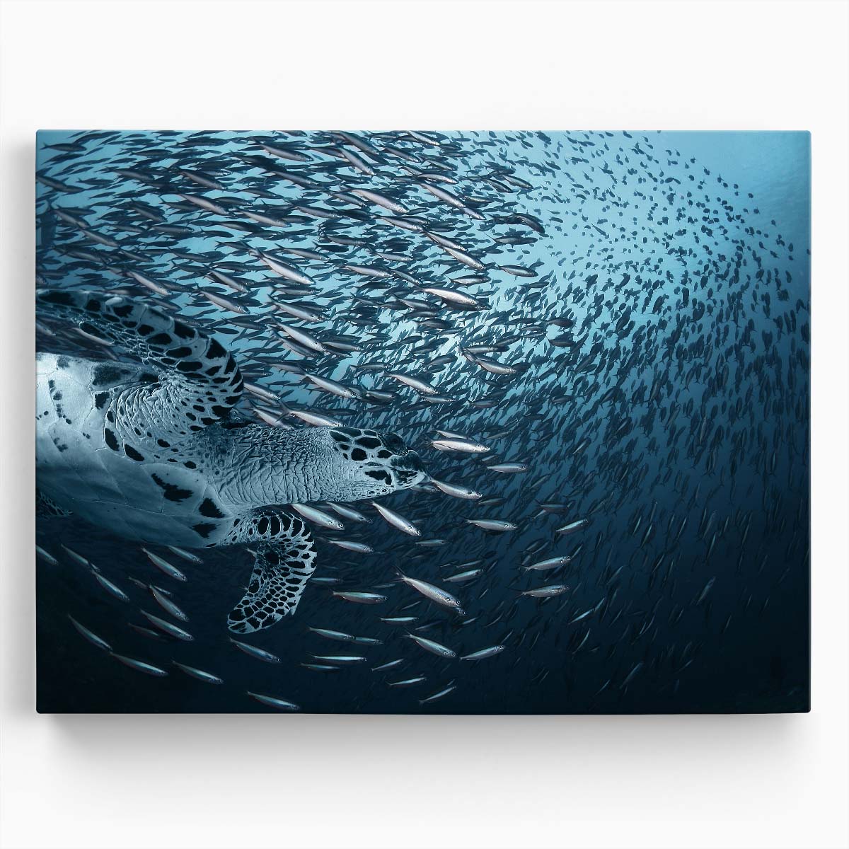 Similan Islands Sea Turtle & Sardine Shoal Wall Art by Luxuriance Designs. Made in USA.