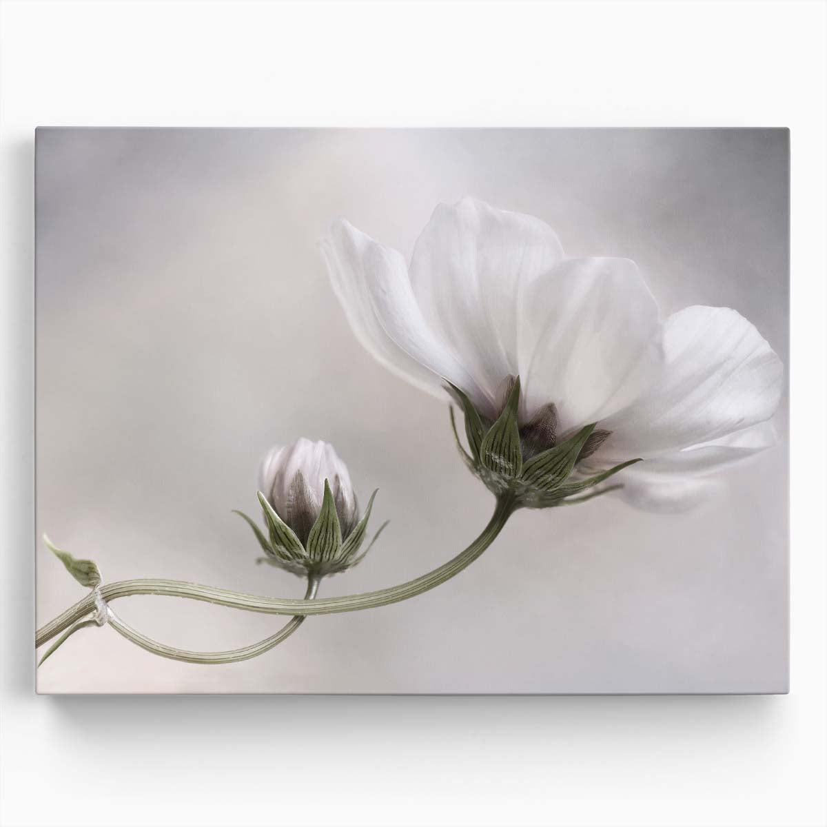 Delicate White Cosmos Flower Macro Photography Wall Art by Luxuriance Designs. Made in USA.