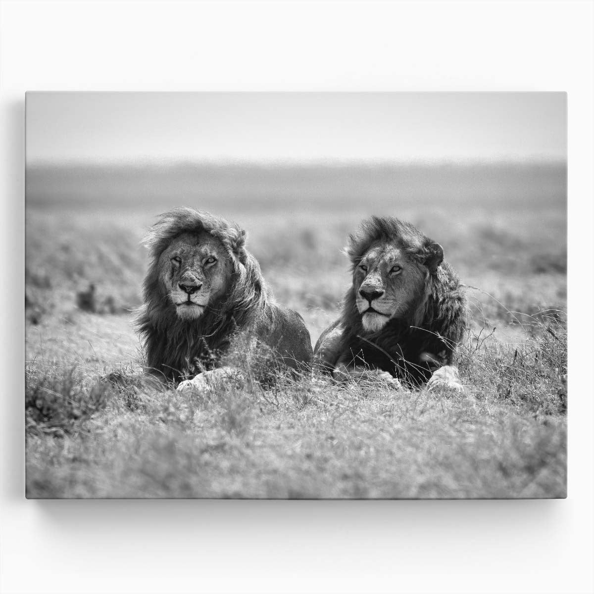 Serengeti Lion Duo Monochrome Wildlife Photography Wall Art by Luxuriance Designs. Made in USA.