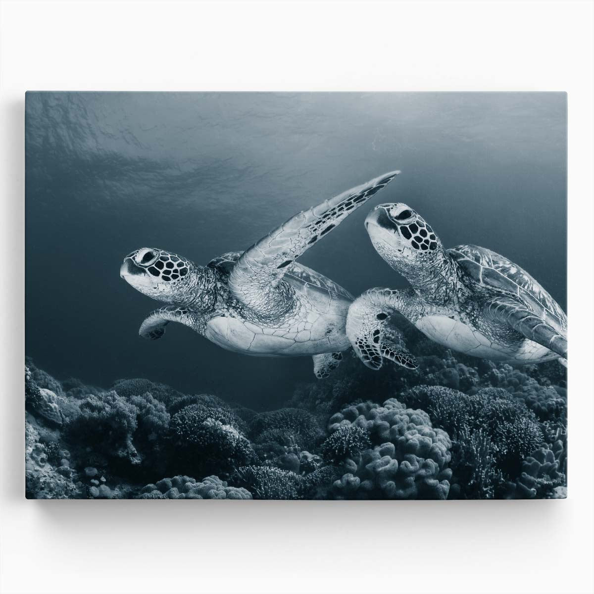 Majestic Sea Turtles Underwater Panorama Photography, Apo Island Wall Art by Luxuriance Designs. Made in USA.