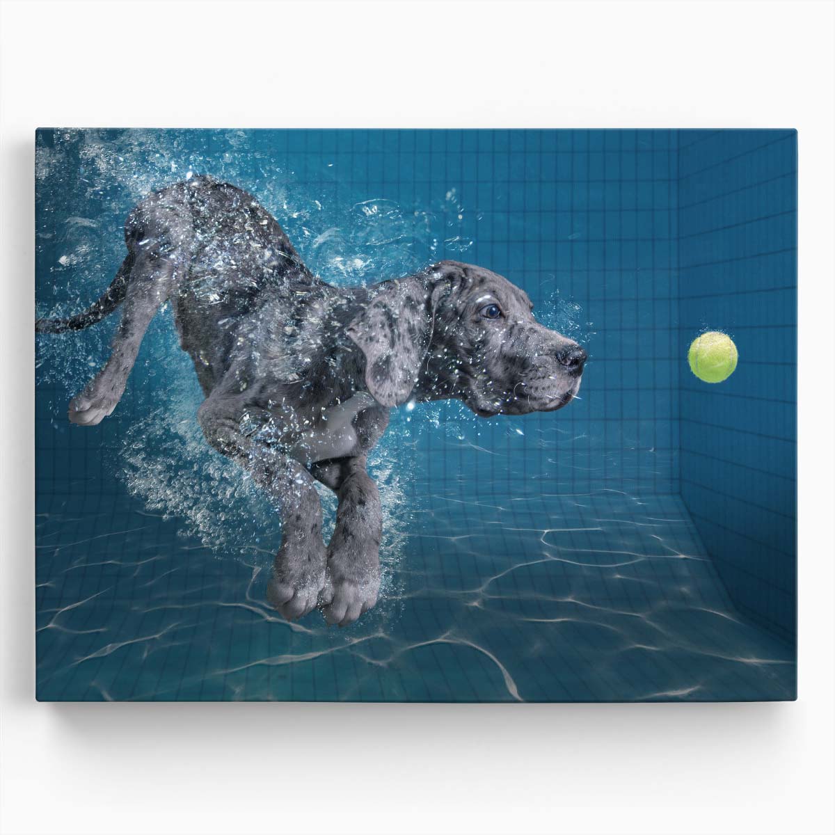 Underwater Dog Chasing Tennis Ball - Humorous Pet Photography Wall Art by Luxuriance Designs. Made in USA.