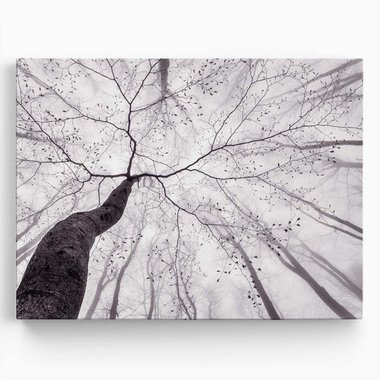 Monochrome Beech Forest Mist - Spring Landscape Photography Wall Art by Luxuriance Designs. Made in USA.