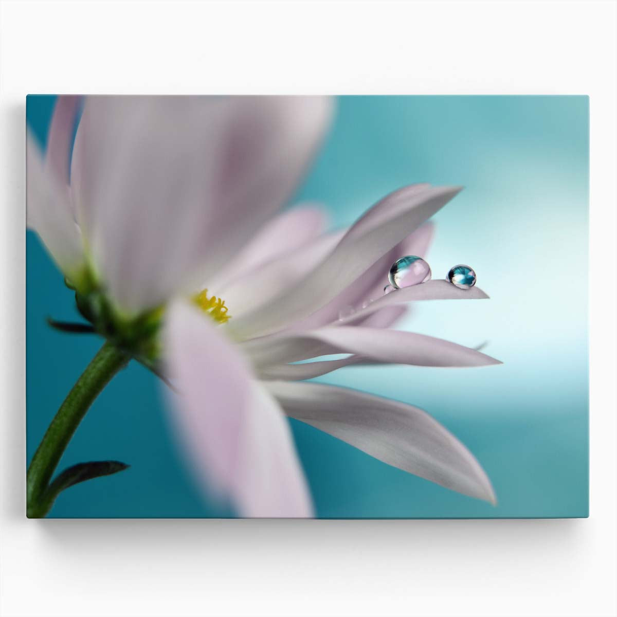 Turquoise Pearl Droplets on Tender Pink Daisy Wall Art by Luxuriance Designs. Made in USA.