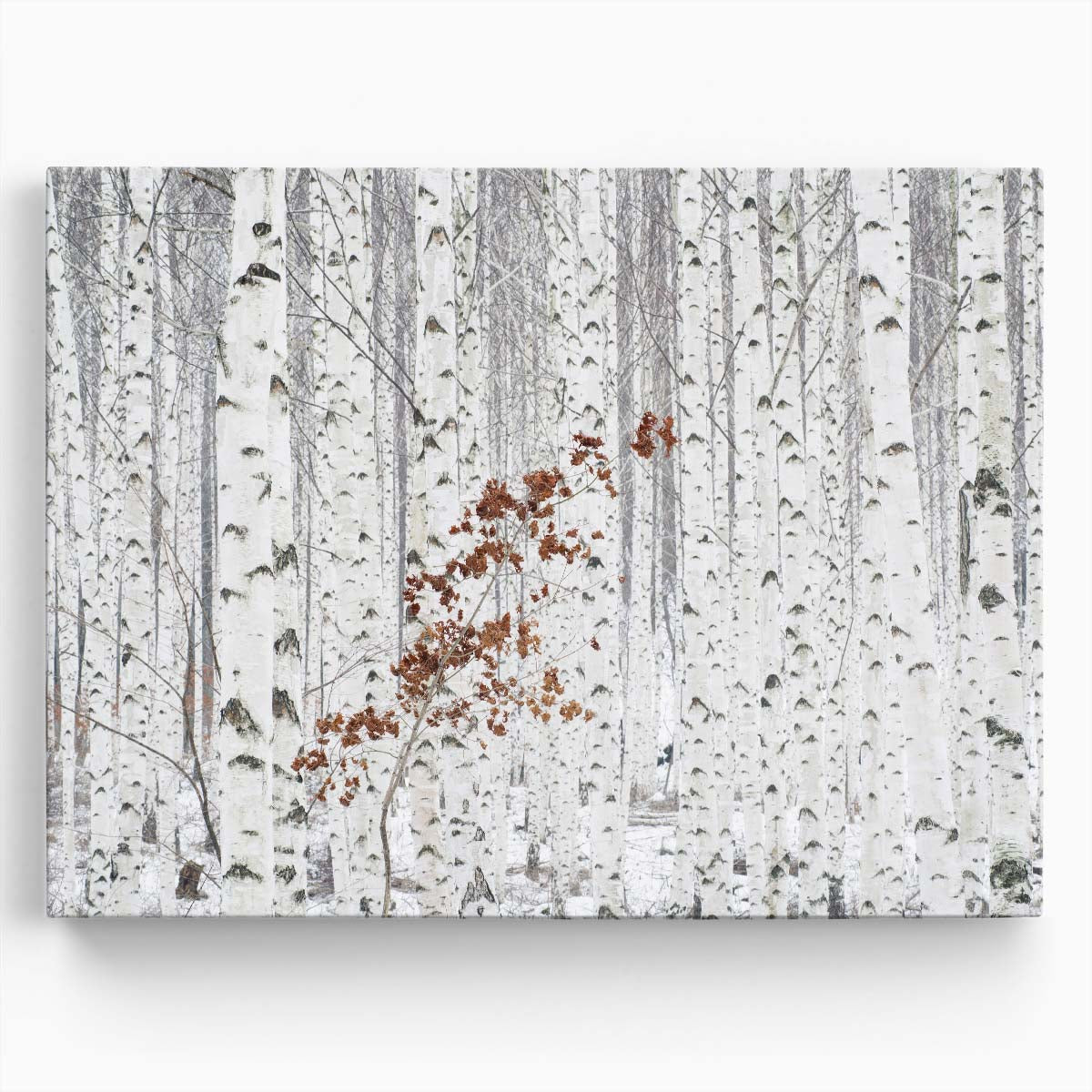 White Birch Forest Autumn Landscape Photography Wall Art by Luxuriance Designs. Made in USA.
