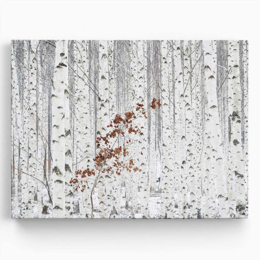 White Birch Forest Autumn Landscape Photography Wall Art by Luxuriance Designs. Made in USA.