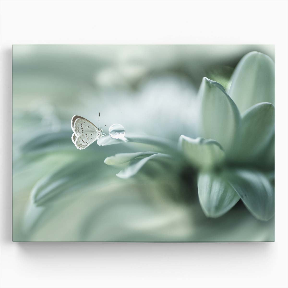 Pastel Butterfly Macro Photography with Water Droplets Wall Art by Luxuriance Designs. Made in USA.