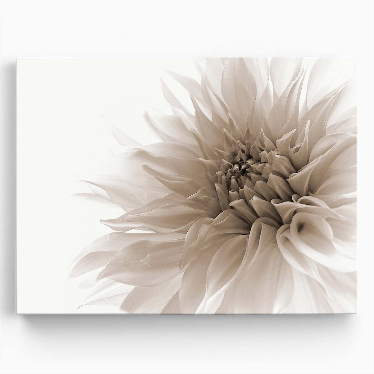White Dahlia Close-Up Floral Macro Photography Wall Art by Luxuriance Designs. Made in USA.