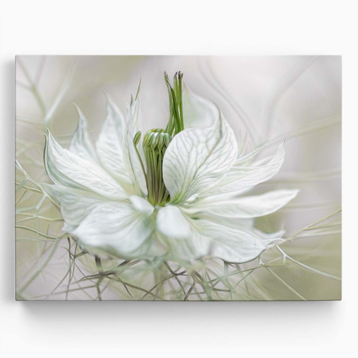 Delicate White Nigella Flower Macro Photography Wall Art by Luxuriance Designs. Made in USA.