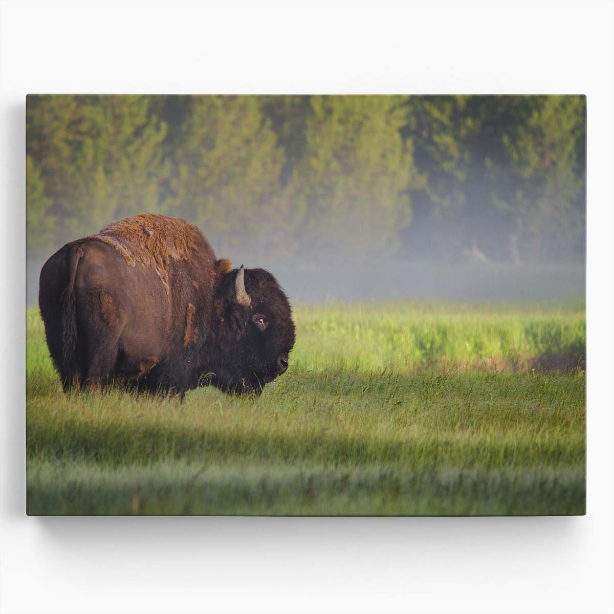 Misty Dawn Bison Sunrise Yellowstone Wall Art by Luxuriance Designs. Made in USA.