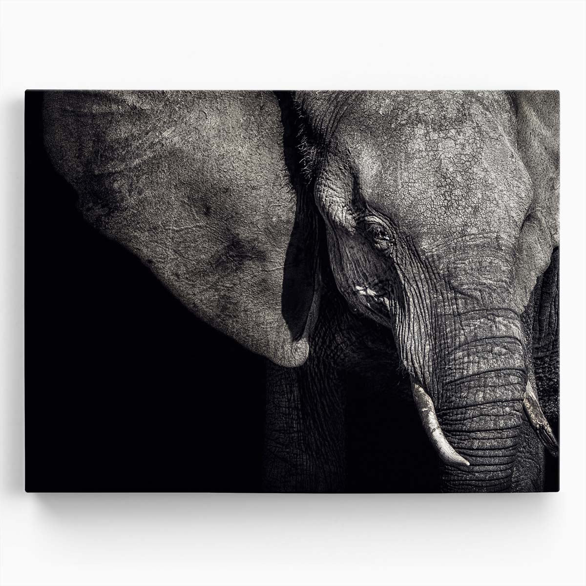 Monochrome African Elephant Matriarch Wall Art by Luxuriance Designs. Made in USA.