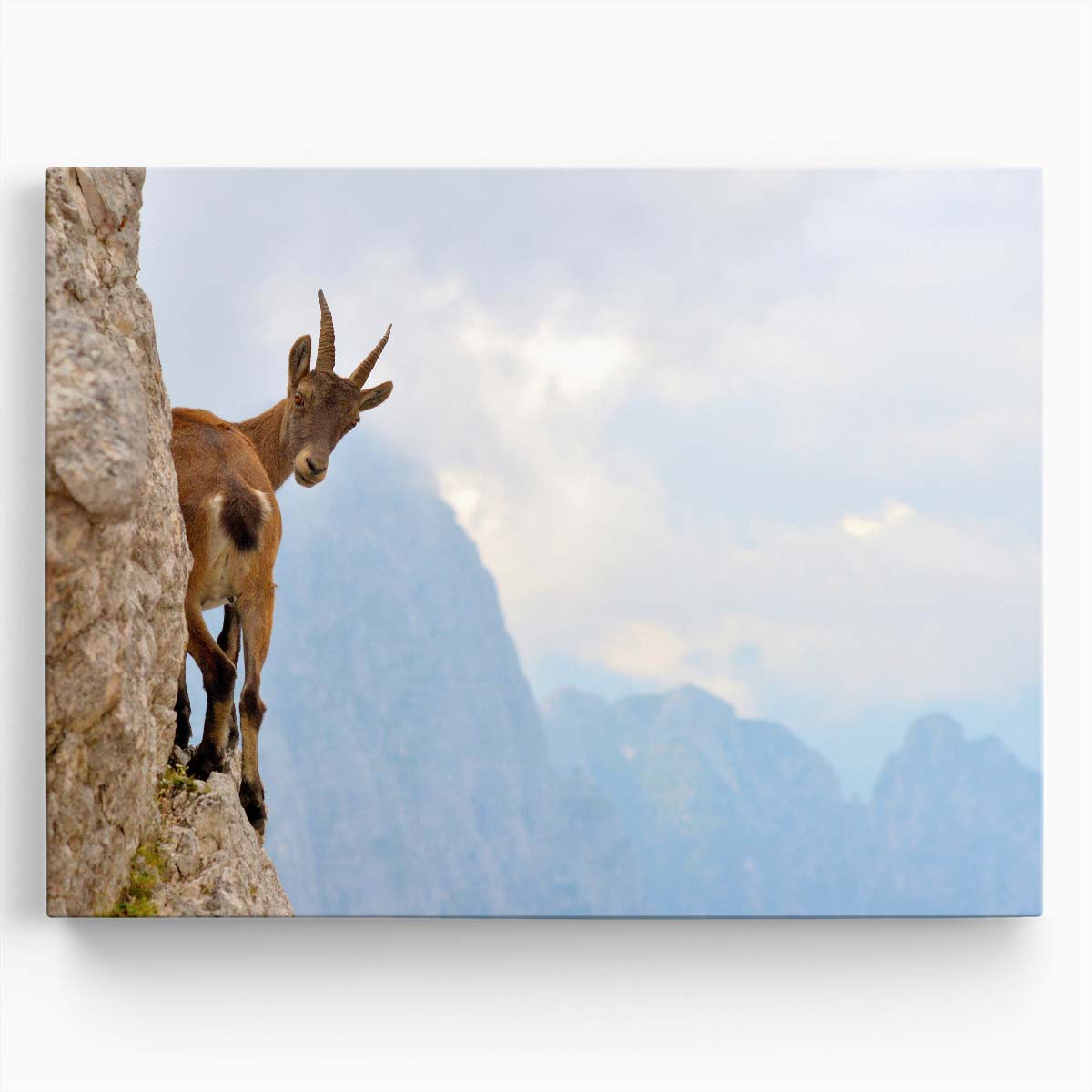 Alpine Ibex Balancing on Julian Alps Ridge Wall Art by Luxuriance Designs. Made in USA.