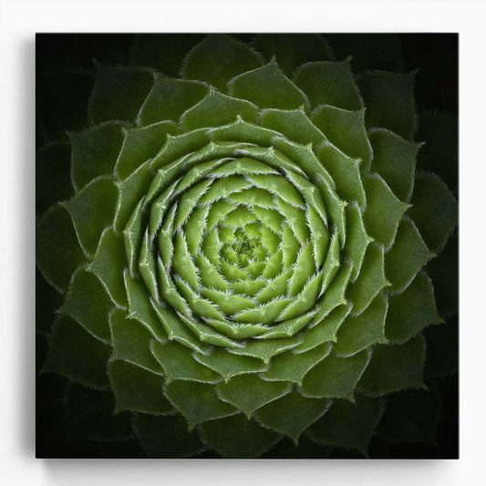 Abstract Green Rosette Succulent Agave Macro Photography Wall Art by Luxuriance Designs. Made in USA.