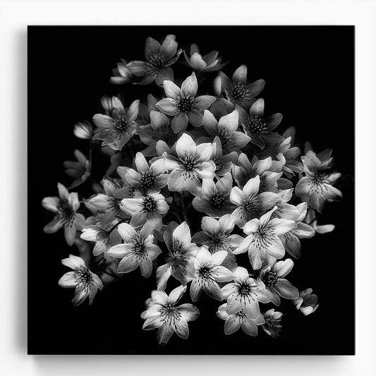 Spring in Bruges Monochrome Clematis Blossoms Still Life Wall Art by Luxuriance Designs. Made in USA.