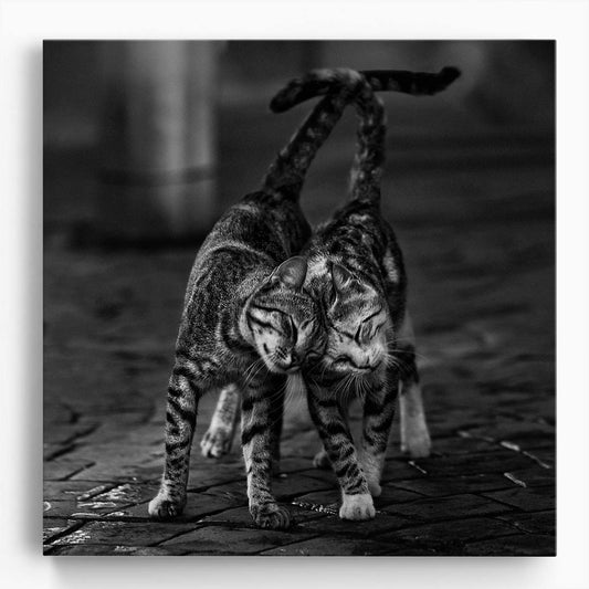 Romantic Monochrome Embrace Kitten Love Feline Photography Wall Art by Luxuriance Designs. Made in USA.