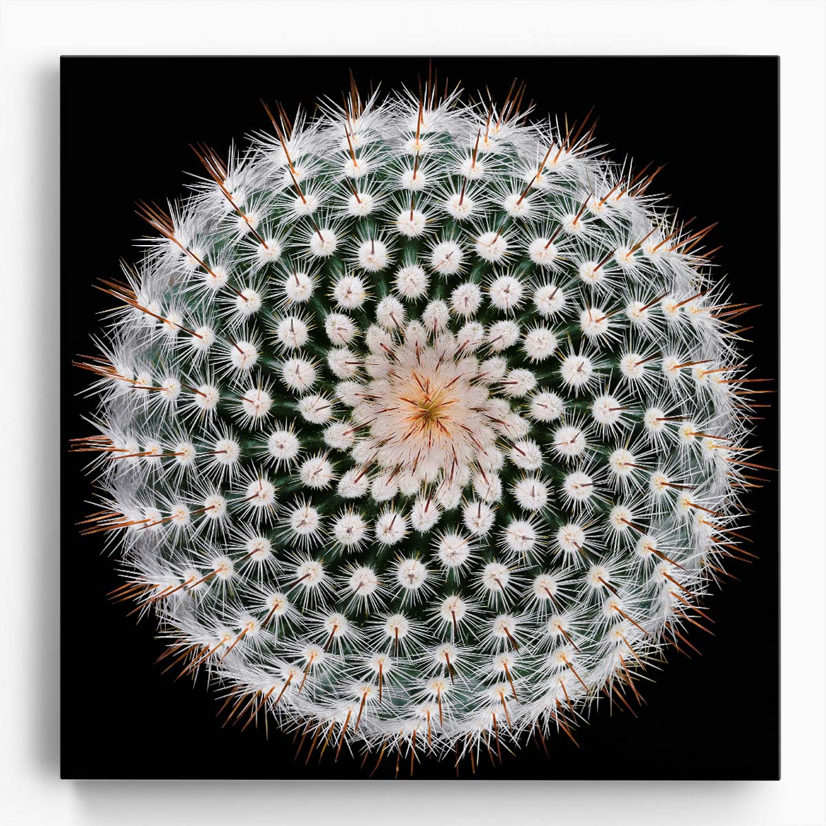 Symmetrical Silver Ball Cactus Macro Botanical Photography Wall Art by Luxuriance Designs. Made in USA.