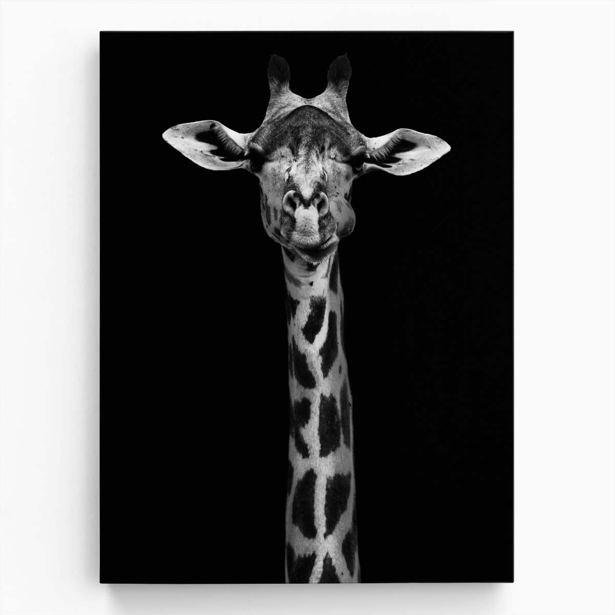 Minimalistic Black and White African Giraffe Portrait Photography by Luxuriance Designs, made in USA