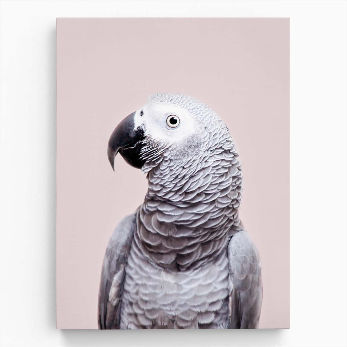 Bright African Grey Parrot Photography, Kathrin Pienaar by Luxuriance Designs, made in USA